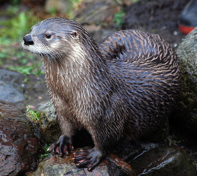 Caledonian-Canal-Otter